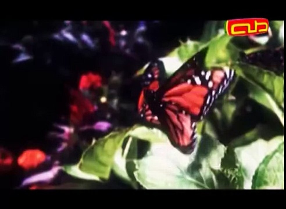 أناشيد ترفيهية - الطبيعة