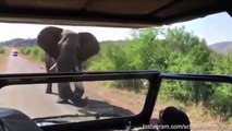 Terrifying moment Arnold Schwarzenegger charged by Elephant
