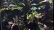 rainforest vivarium - terrarium 3