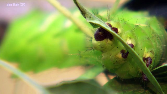 Afrique: Les Arbres De La Vie e03 Le Marula