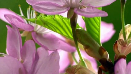 Phim tự giới thiệu - Phở Haru, vị tươi Nhật, hương thơm Việt!