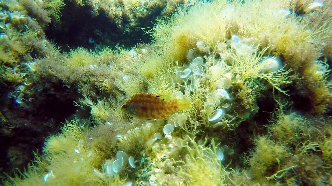 Malta 2016