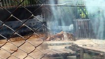 Sacrifican dos leones para salvar a una persona que se Lanzo a su Jaula