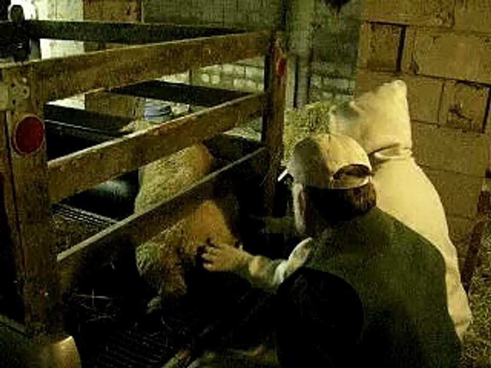 Ewe 2