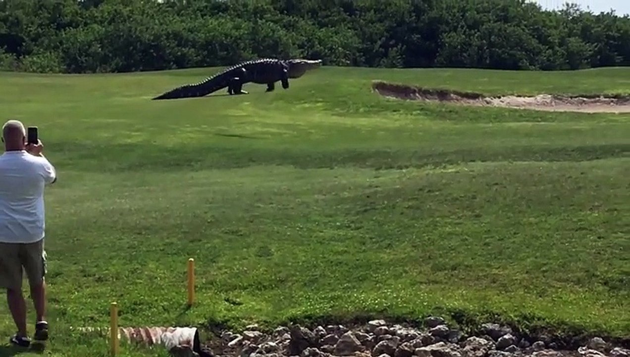 Ginormous Alligator Casually Strolls Across Golf Course In Florida