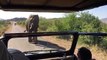 Un éléphant charge Arnold Schwarzenegger dans une Jeep en Afrique du Sud