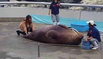 Walruses sit-ups