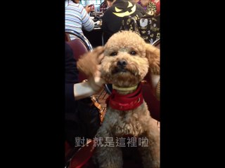 Massage Me (Poodle enjoying massage...)