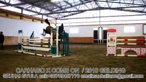 JUMPING HORSES FOR SALE-10. CARHAGO X COME ON