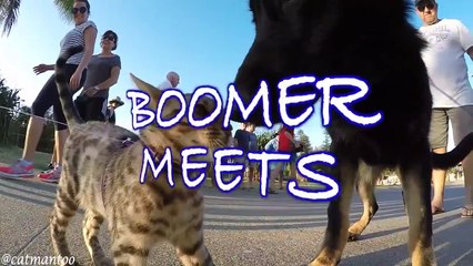 Кот, который плюет на собак /прикольное видео/