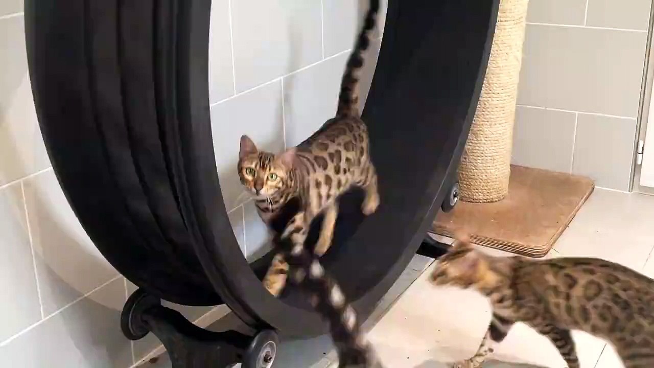 very very funny video top funny video 2016