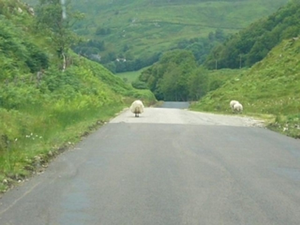 La chasse aux moutons en écosse...