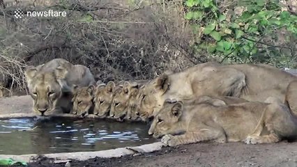 Two lionesses and seven cubs spotted drinking from pond in India