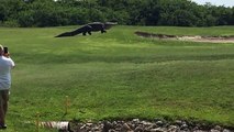 Jacaré gigante assusta golfistas na Florida