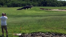 Etats-Unis : un monstrueux alligator apparaît sur un terrain de golf