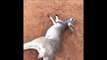 Bain de soleil pour ce kangourou qui kiffe tellement!