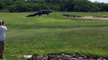 Un alligator géant sur un terrain de golf en Floride