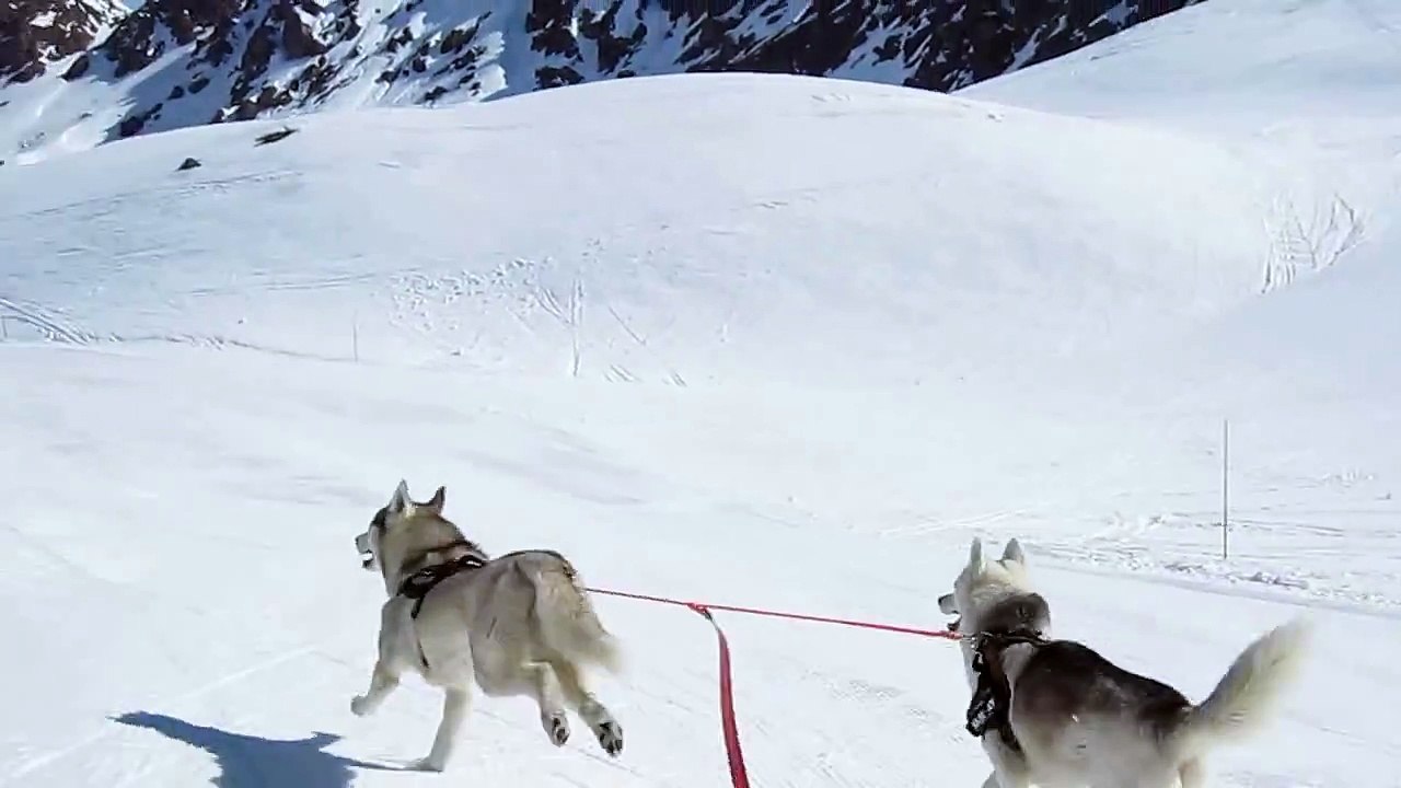 descente en yooner avec deux Huskies (26)
