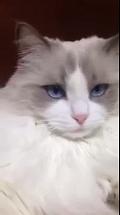 Cat Toothbrush revelation. Video by ragdollmilk