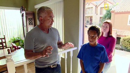 Buddy le labrador aboyeur