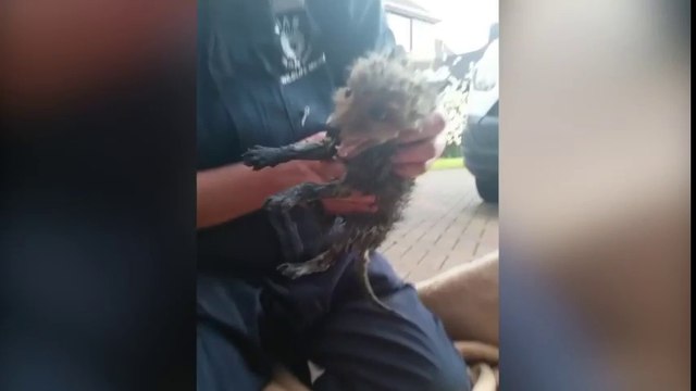 Increíble rescate de una cría de zorro da la vuelta al mundo