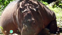 Rinoceronte en peligro de extinción da a luz una cría saludable en Sumatra