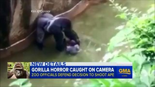 Cincinnati Zoo- Gorilla Incident. 2016