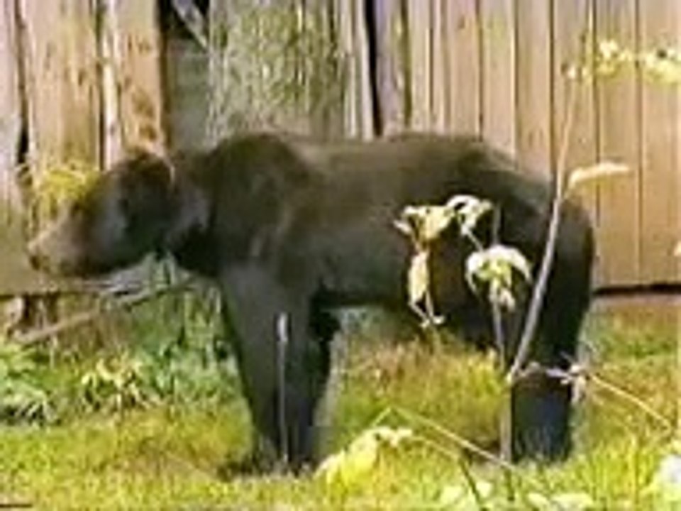Breaking news video  | BEAR ATTACK ON LADY