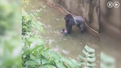 Los animalistas piden justicia para el Gorila