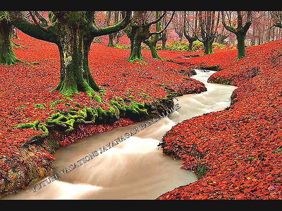 Future vacations Reviews