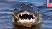 Alligators found eating unidentified corpse floating in Florida canal