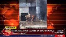 URGENTE - Un hombre se lanza a los leones en zoo de Chile
