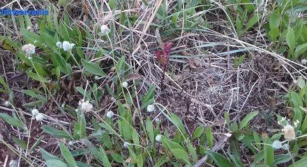 spider eats a grasshopper