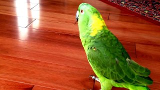 Owner films his parrot on the ground. What comes out of its beak at 0:09 is unbelievable!