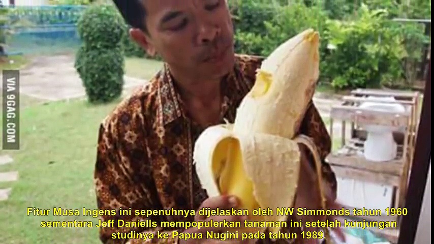  Pisang raksasa hanya di indonesia