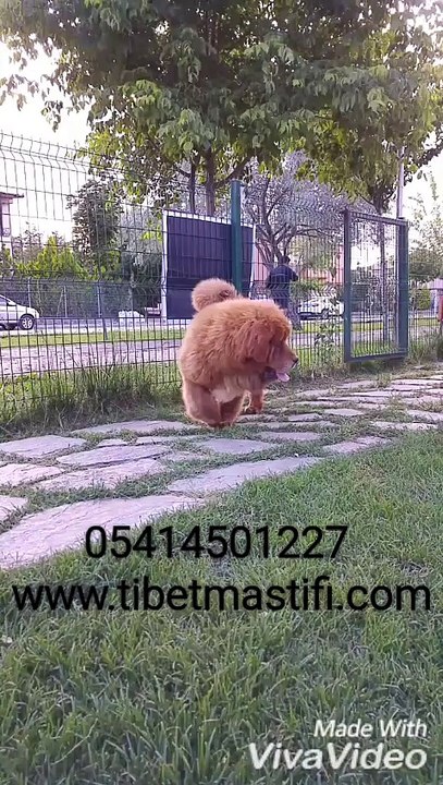 tibetan mastiff yavruları çin secereli aslan yeleli 05414501227