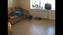 Un chat sent quelque chose qui l’effraie... Regardez comment il réagit à 00:07, mon Dieu !!