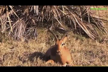 Animals saving others animals great to watch