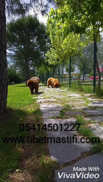tibet mastifi aslan yeleli dev köpek 05414501227