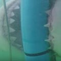 Giant shark attacks divers’ cage