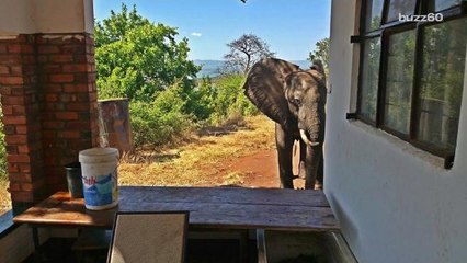 Injured Elephant Seeks Out Humans for Help
