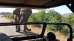 Arnold Schwarzenegger films elephant charging his vehicle
