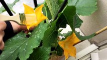 29/06/16. Pollinisation manuelle au pinceau de mes fleurs de courgette. Culture sur balcon/Jardin.