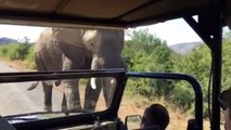 Arnold Schwarzenegger films elephant charging his vehicle