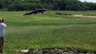 Giant Gator Walks Across Florida Golf Course