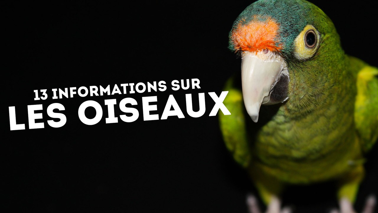 13 informations étonnantes sur les oiseaux - QUI L'EÛT CRU ?