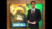 Brookfield Zoo gorilla rescues little boy who fell into the ape pit in 1996 -