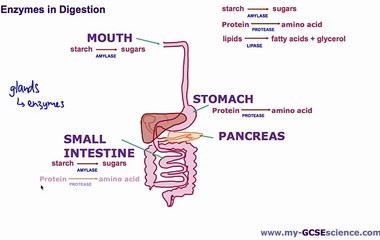 10. [B2b] Enzymes in Digestion