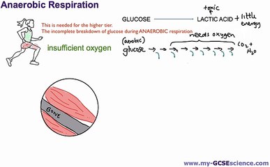 14. [B2b] Anaerobic Respiration