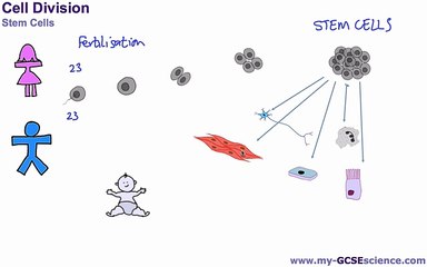 17. [B2b] Stem Cells